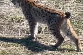 Vaşak Sivas'ta Çığlık Attı