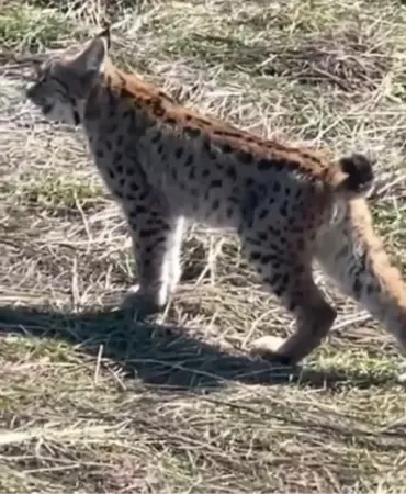 Vaşak Sivas'ta Çığlık Attı