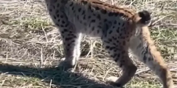 Vaşak Sivas’ta Çığlık Attı