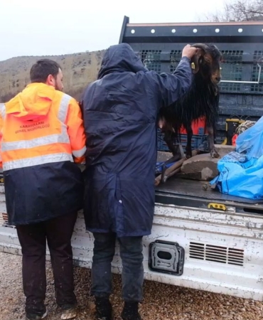 Mahsur Keçi İtfaiye ile Kurtarıldı