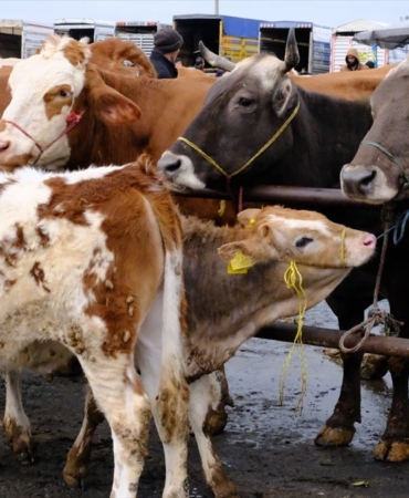 Şarkışla'da Hayvan Pazarı Yoğunluğu