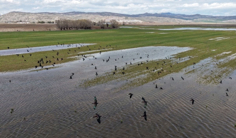 Sivas'ta Kuş Cenneti Oluştu